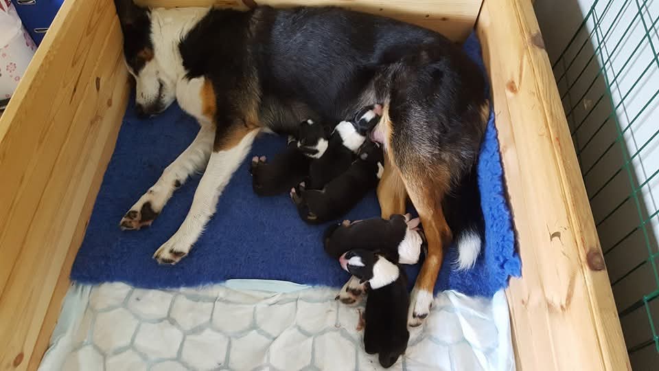 Mother dog nursing her newborn puppies in the whelping box